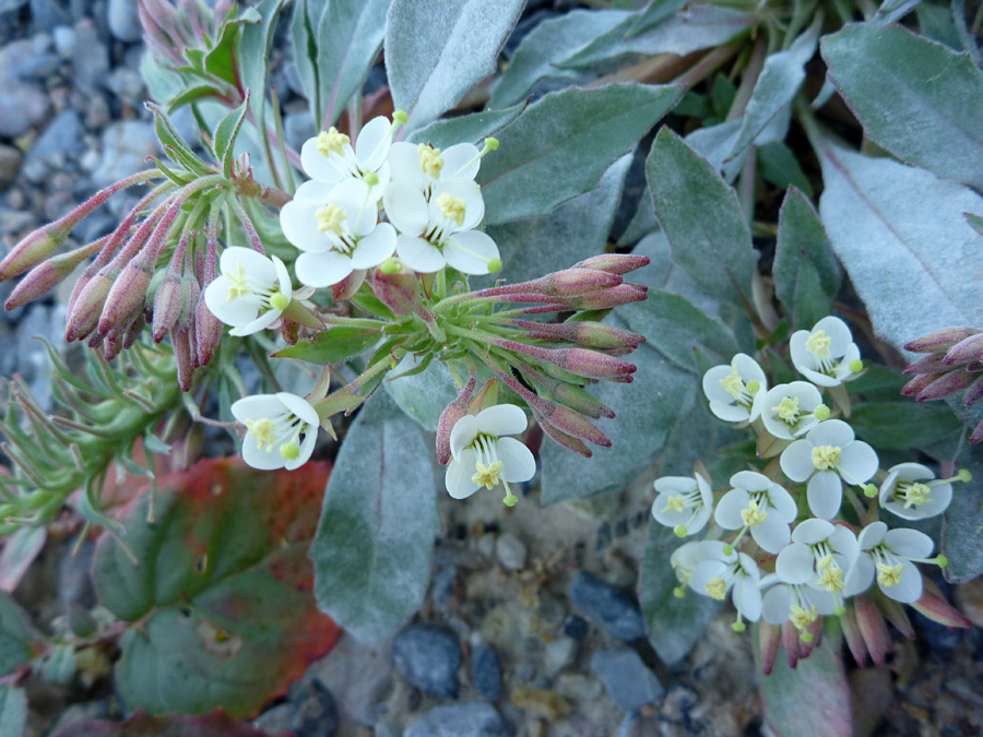 Flowers and buds