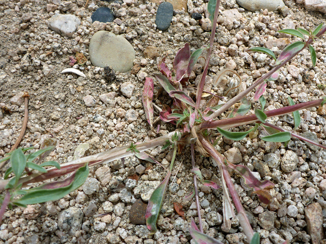 Basal and lower stem leaves