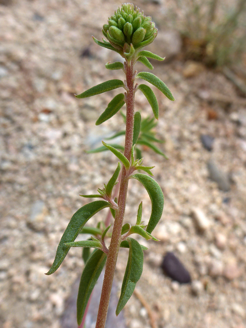 Buds and upper stem leaves