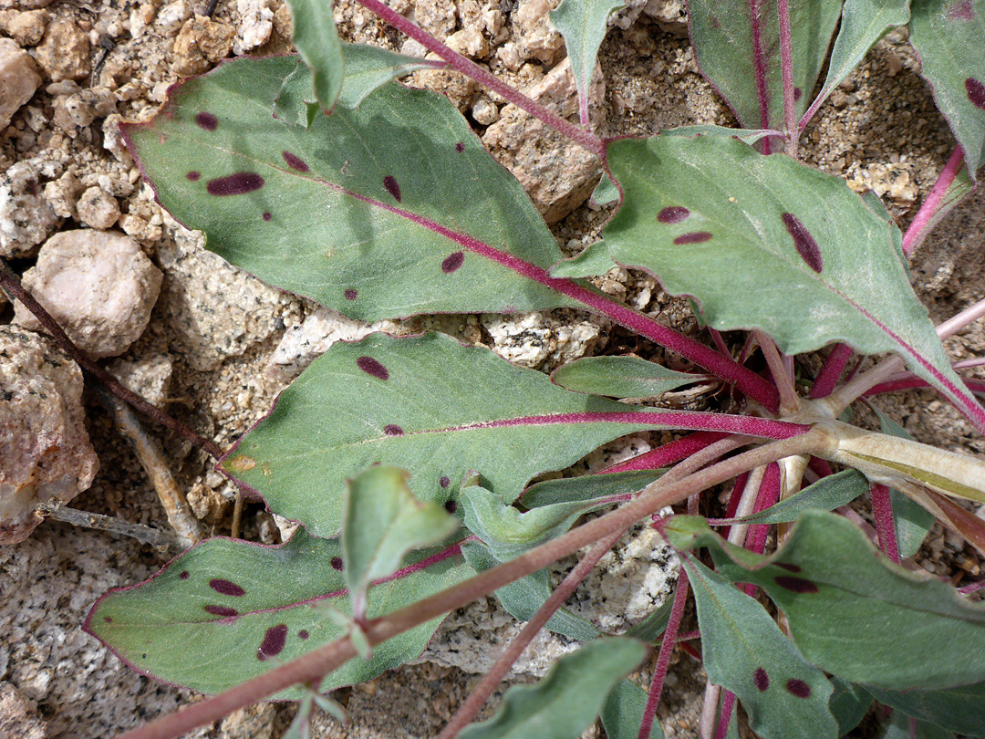 Purple-blotched basal leaves