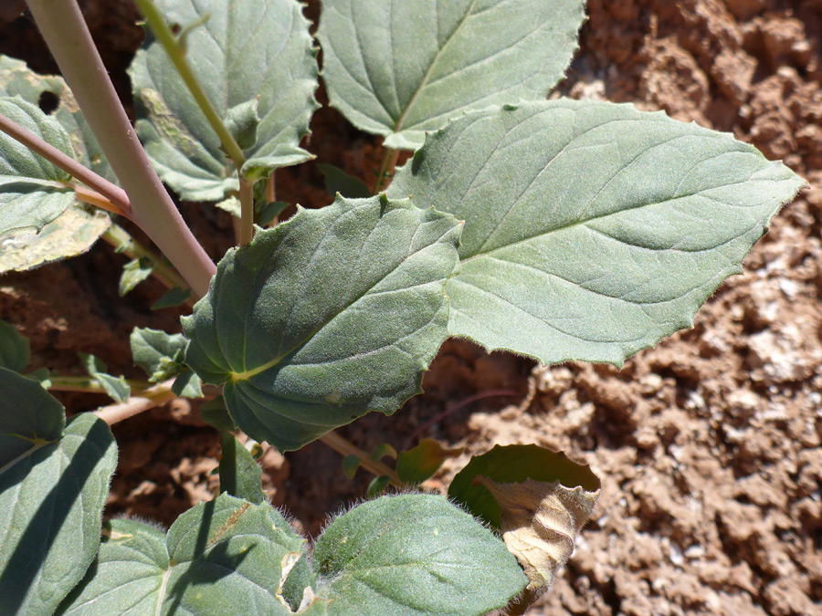 Toothed leaves