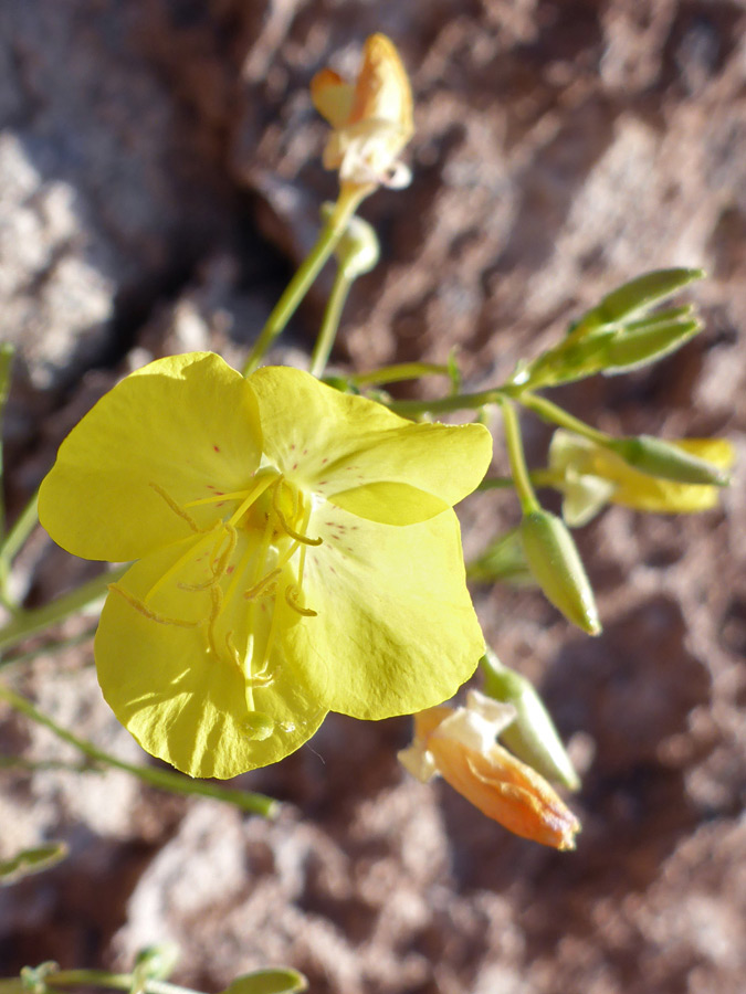 Red-flecked petals