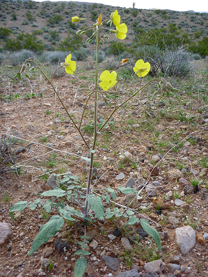 Branched stem