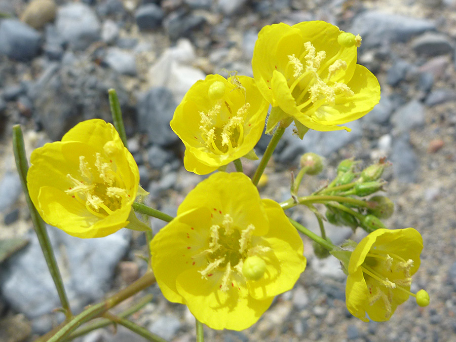 Five flowerheads