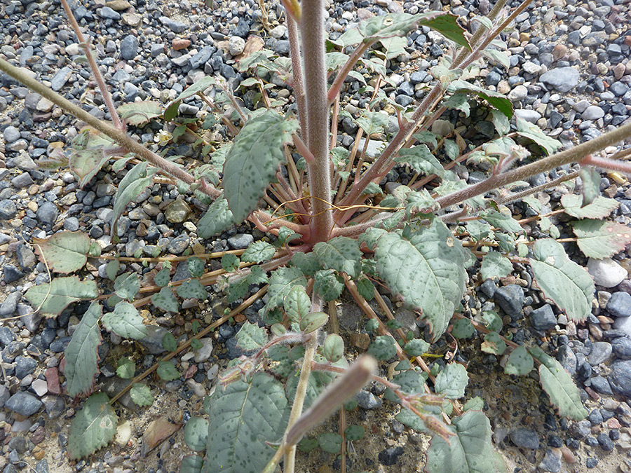 Basal leaves