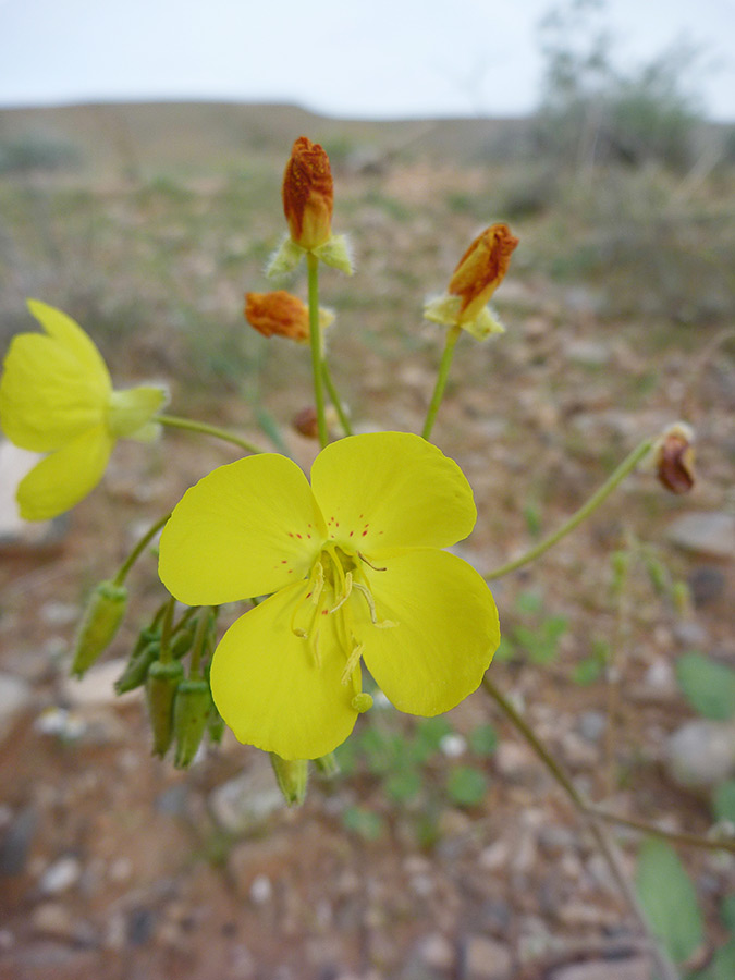 Four-petaled flower