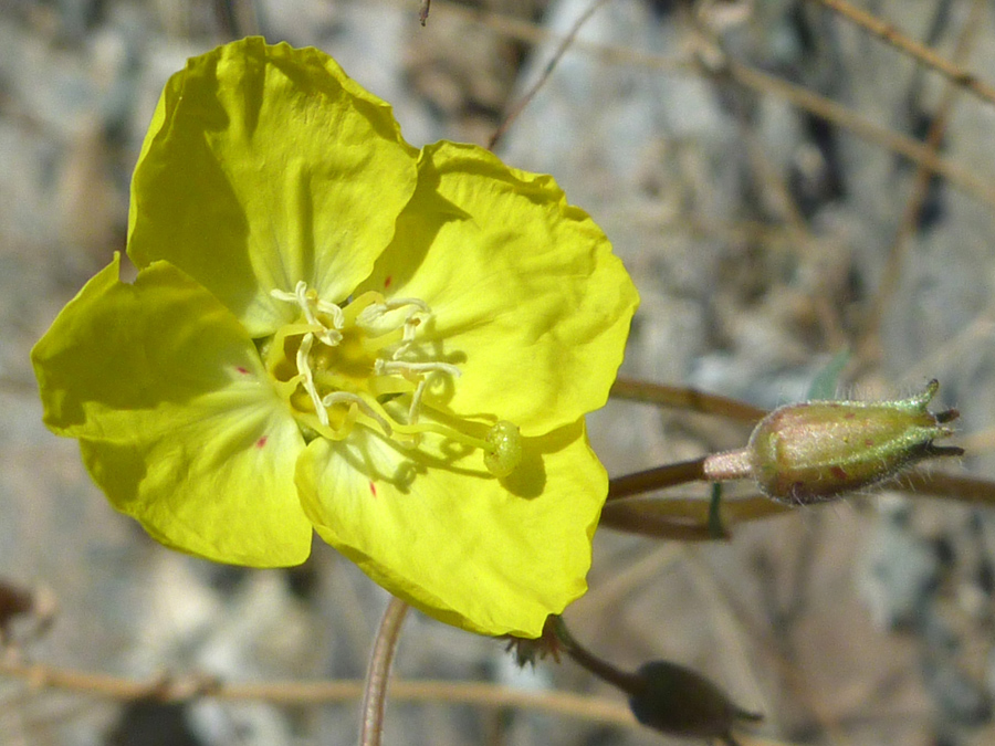 Flowerhead