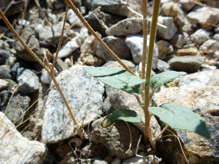 Stem and leaves