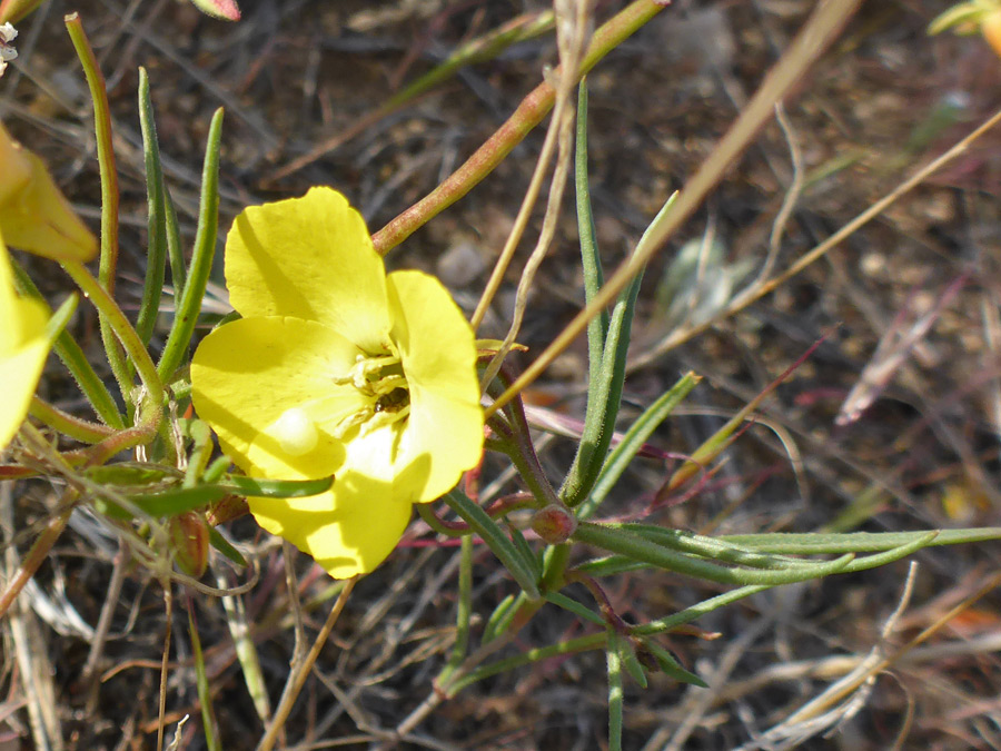 Flower and leaves