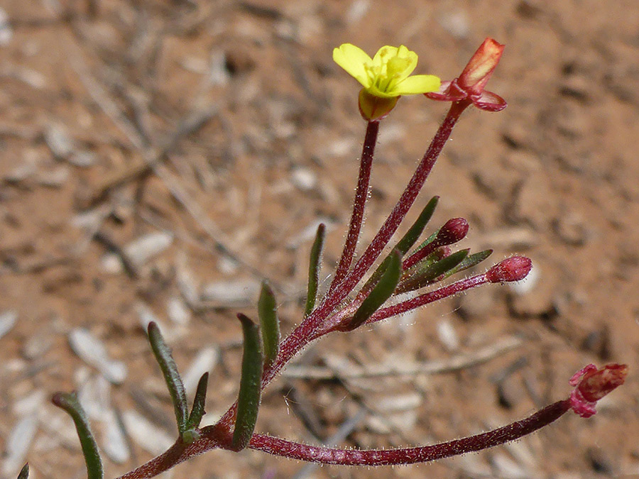 Red stalks and a yellow flower