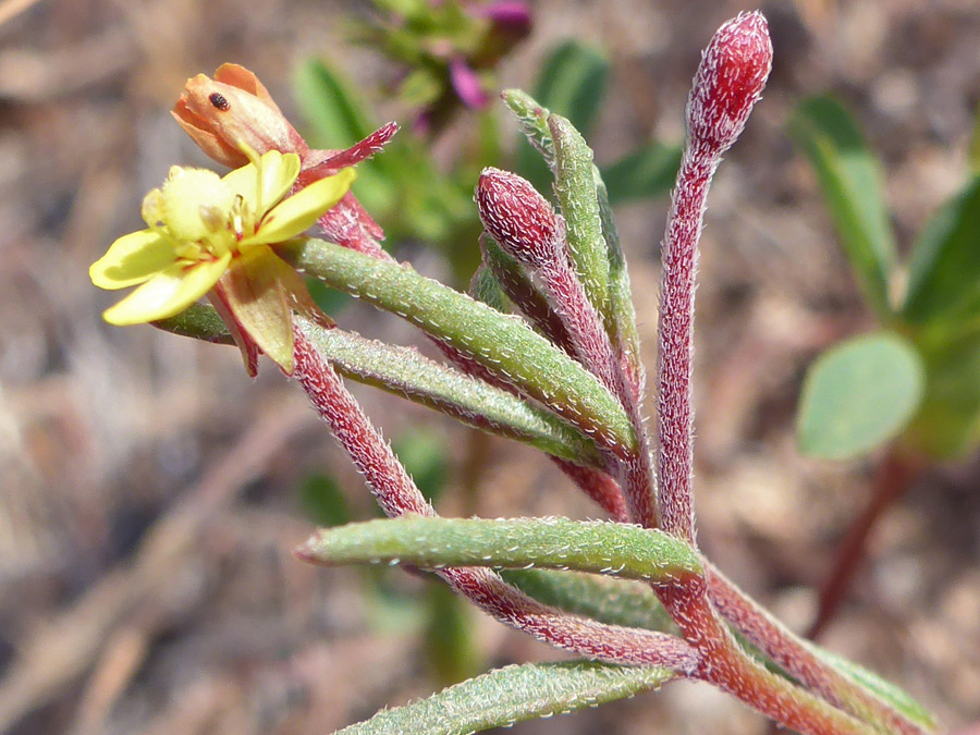 Flower and buds