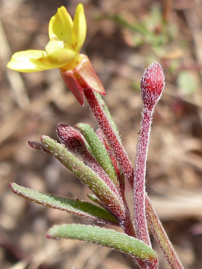 Narrow leaves