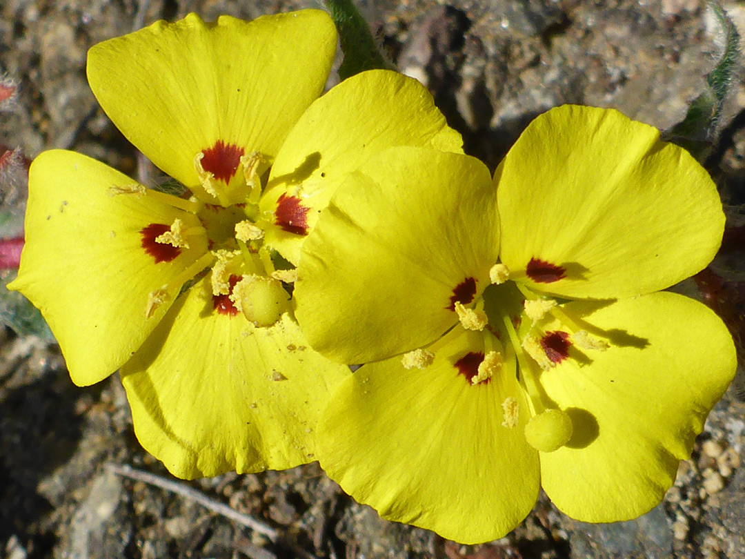 Red-spotted petals