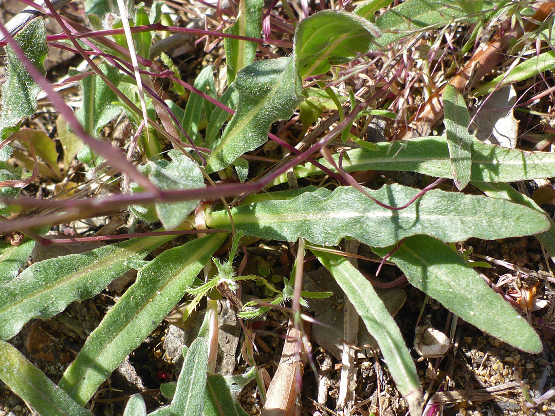 Hairy leaves