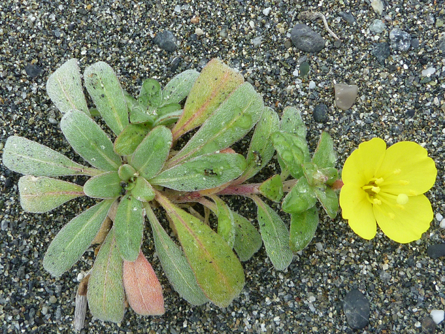 Plant with one flower