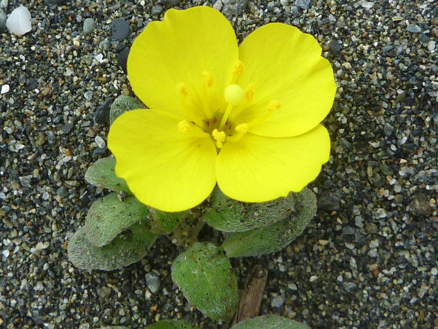 Four yellow petals