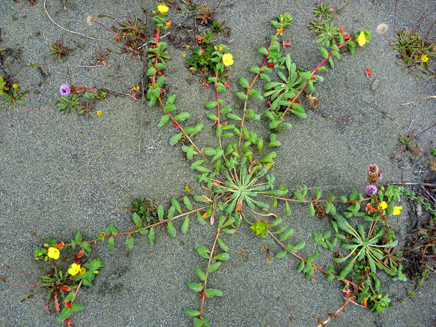 Plant on grey sand
