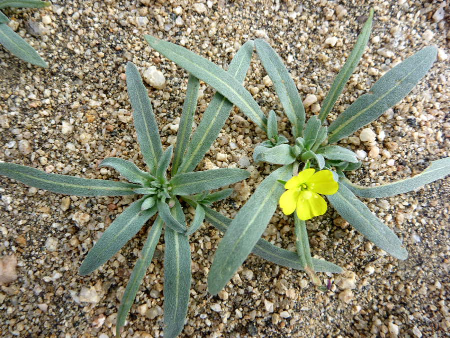 Pair of plants