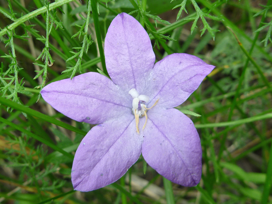 Purple petals