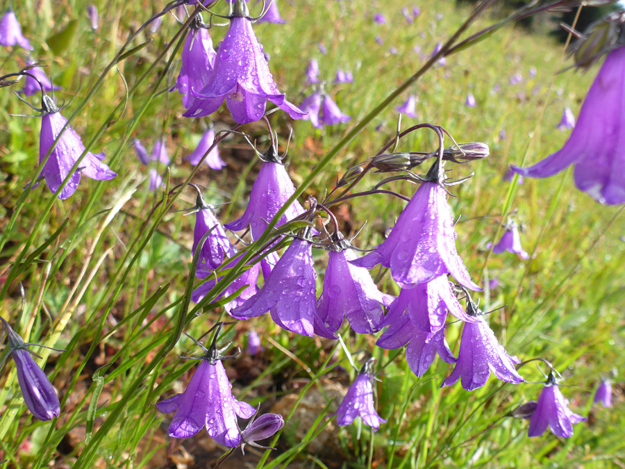 Purple flowers