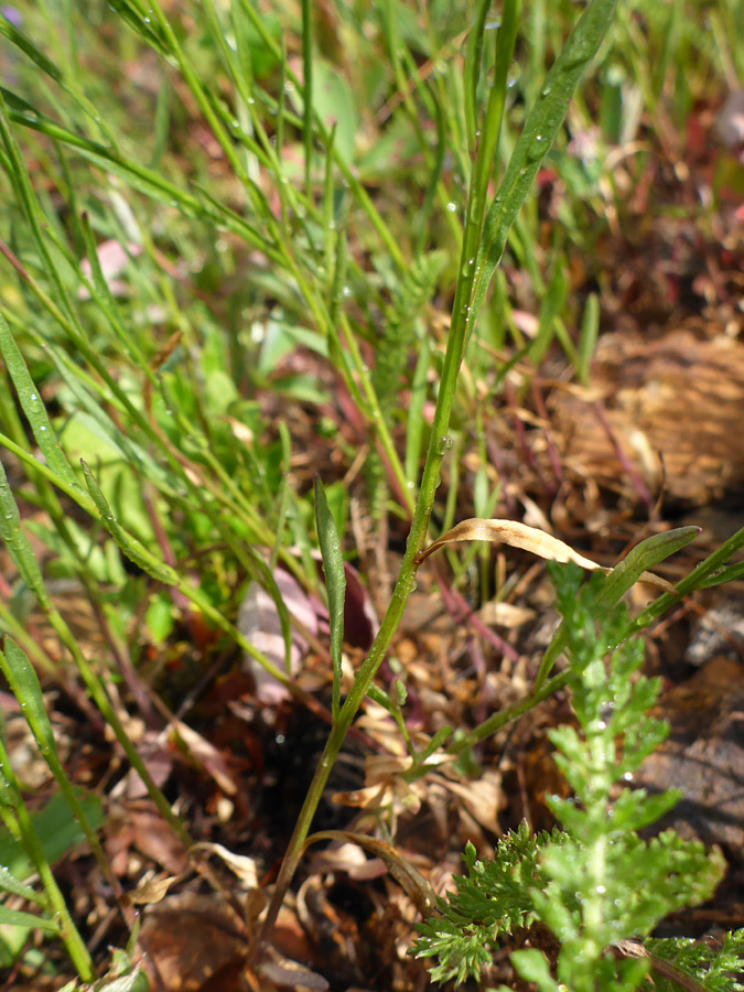 Stem leaves