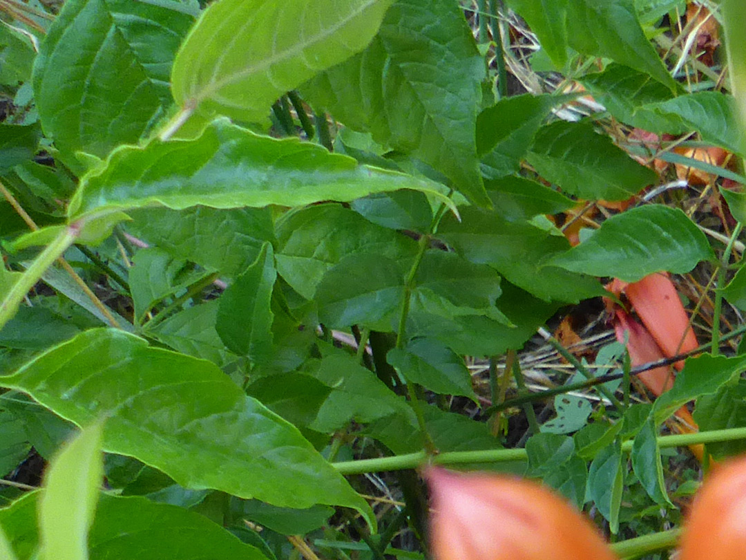 Wavy-edged leaves