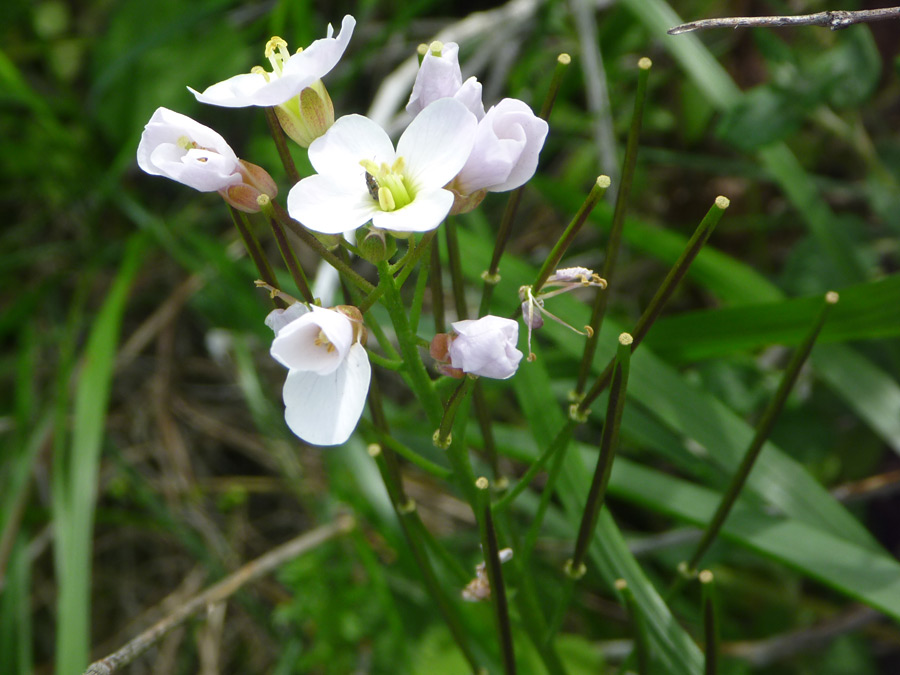 Flower cluster