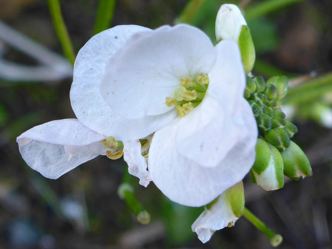 Buds and flowers