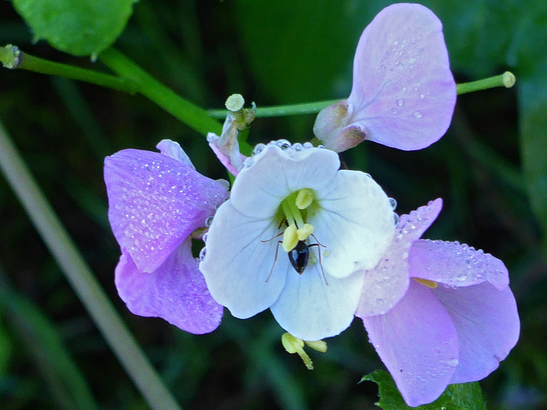 White and pink flowers