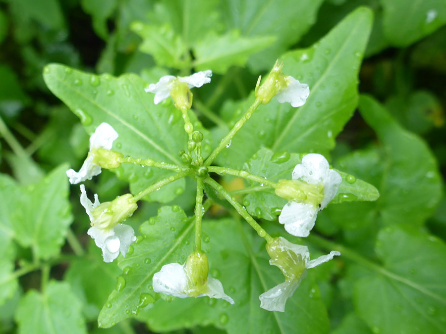 Drooping flowers