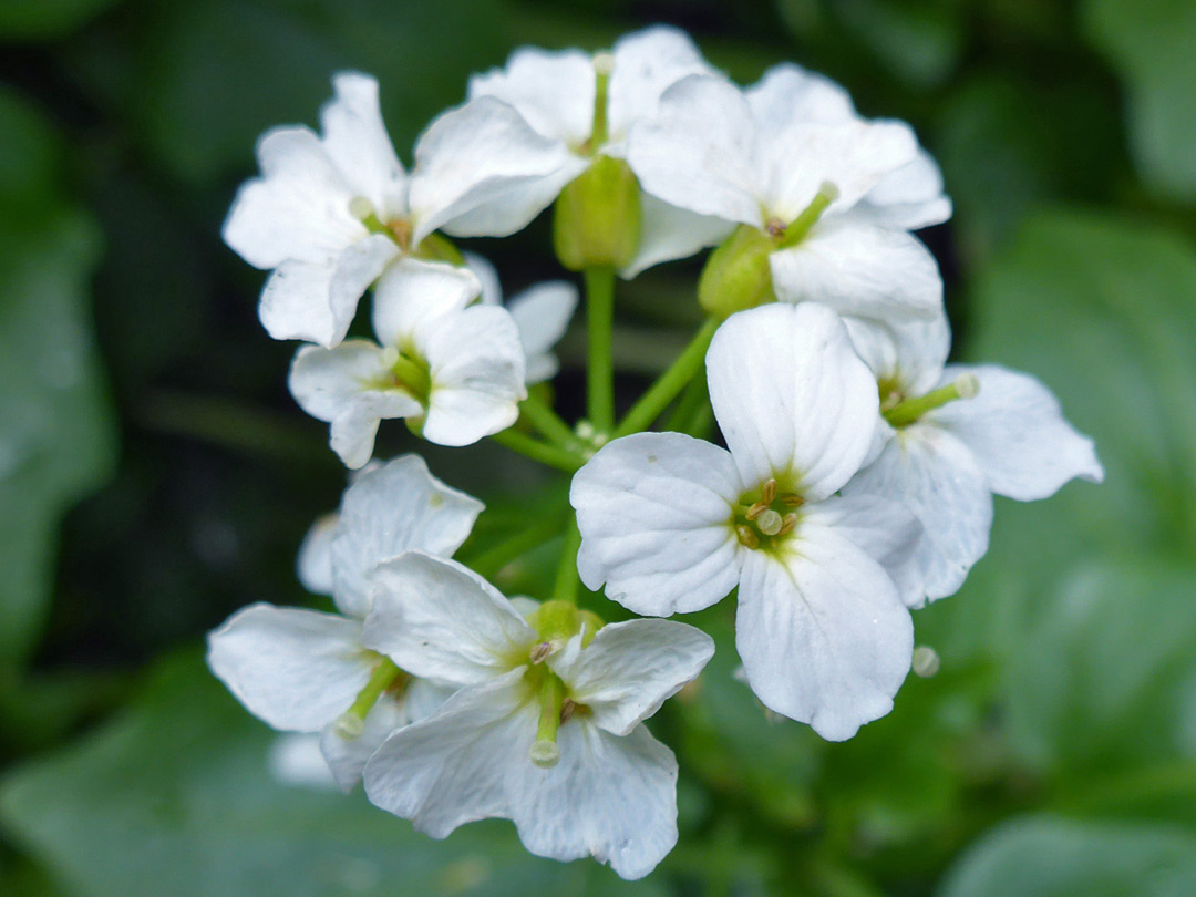 Small flower cluster