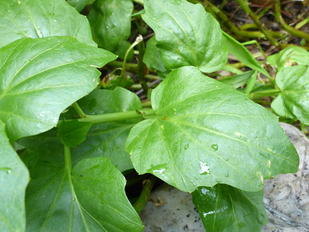 Long-stalked leaves