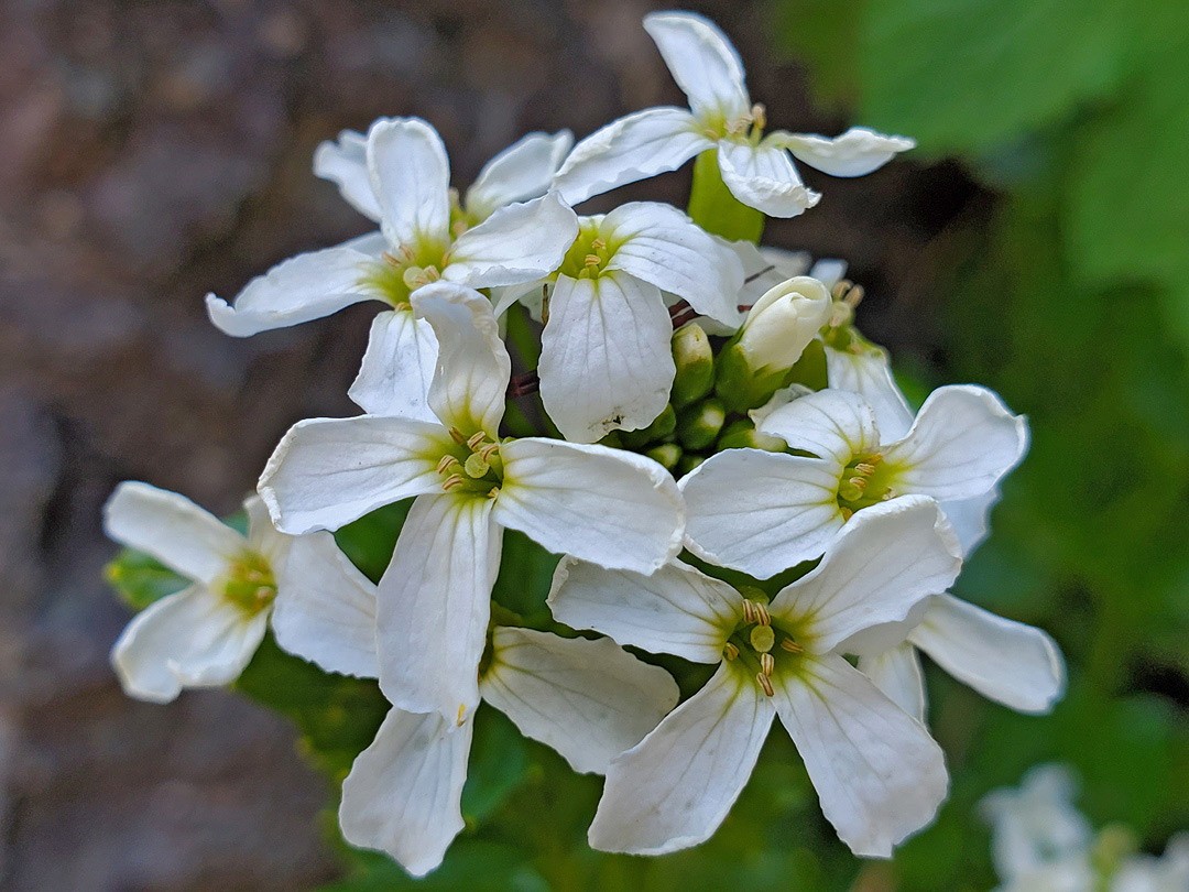 Flower cluster