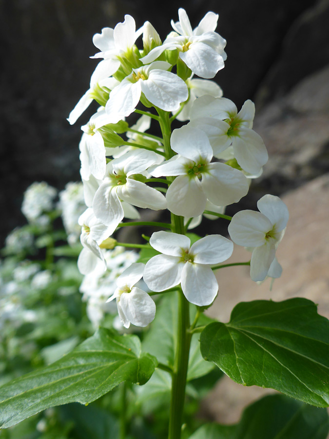 Elongated cluster