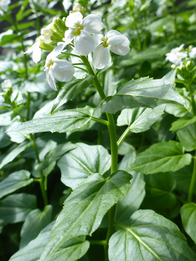 Flowers and leaves