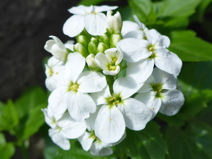 Compact flower cluster