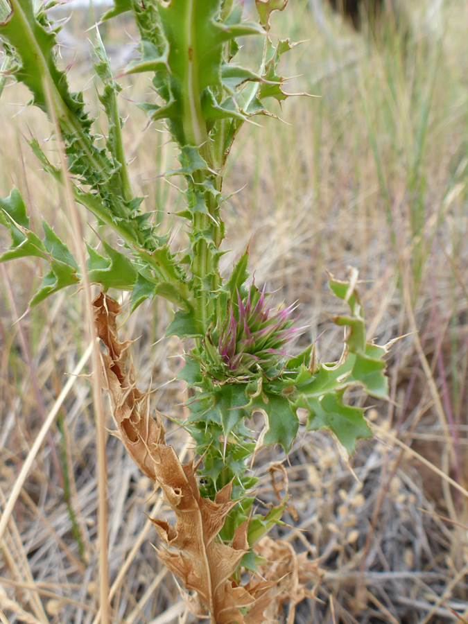 Stem leaves