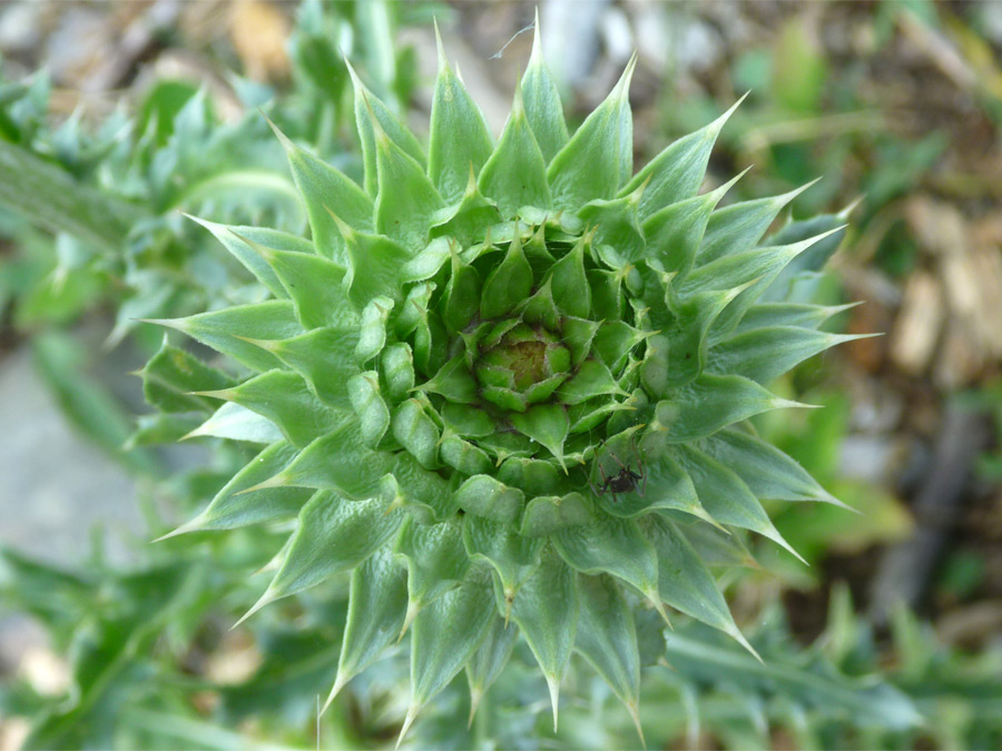 Developing flower