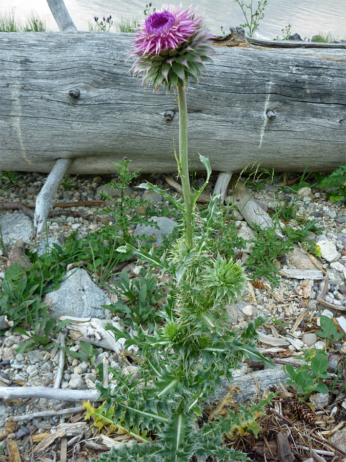 Thick stalk and spiny leaves