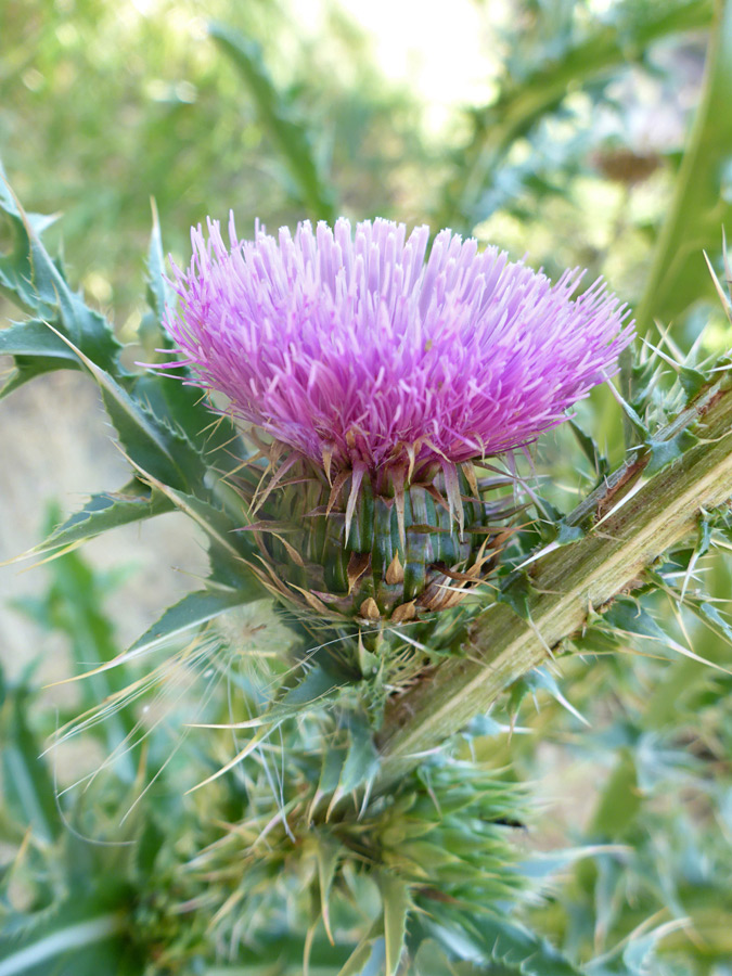 Pink flowerhead