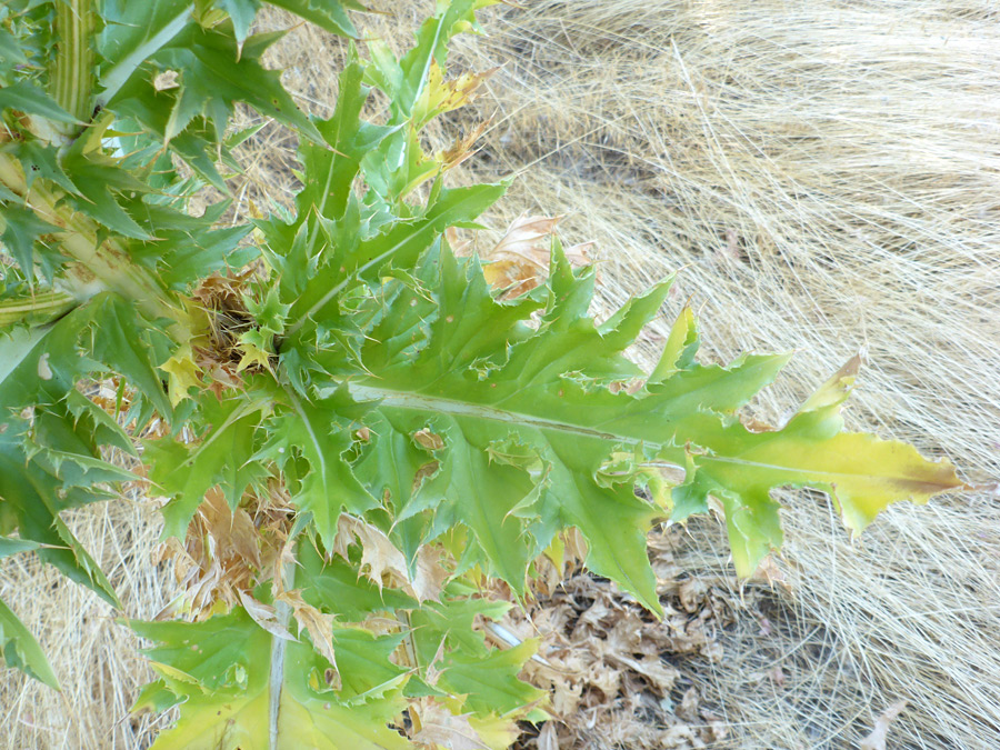 Lanceolate leaf