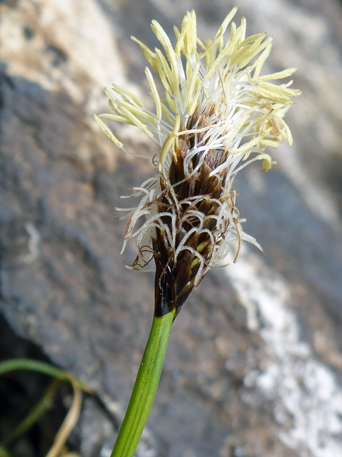 Flowerhead