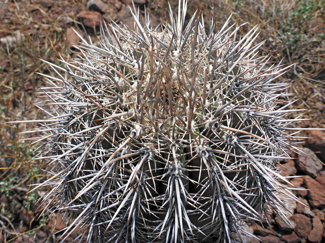 Dense grayish spines