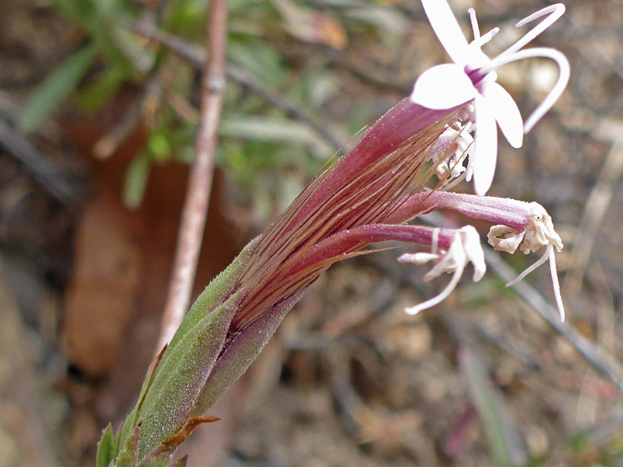 Narrow flowerhead