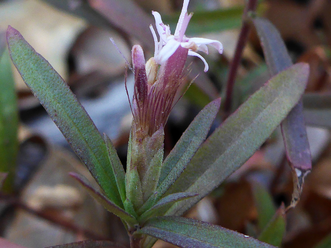 Leaves and flowerheads
