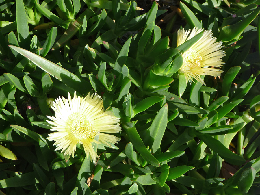 Flowers and leaves