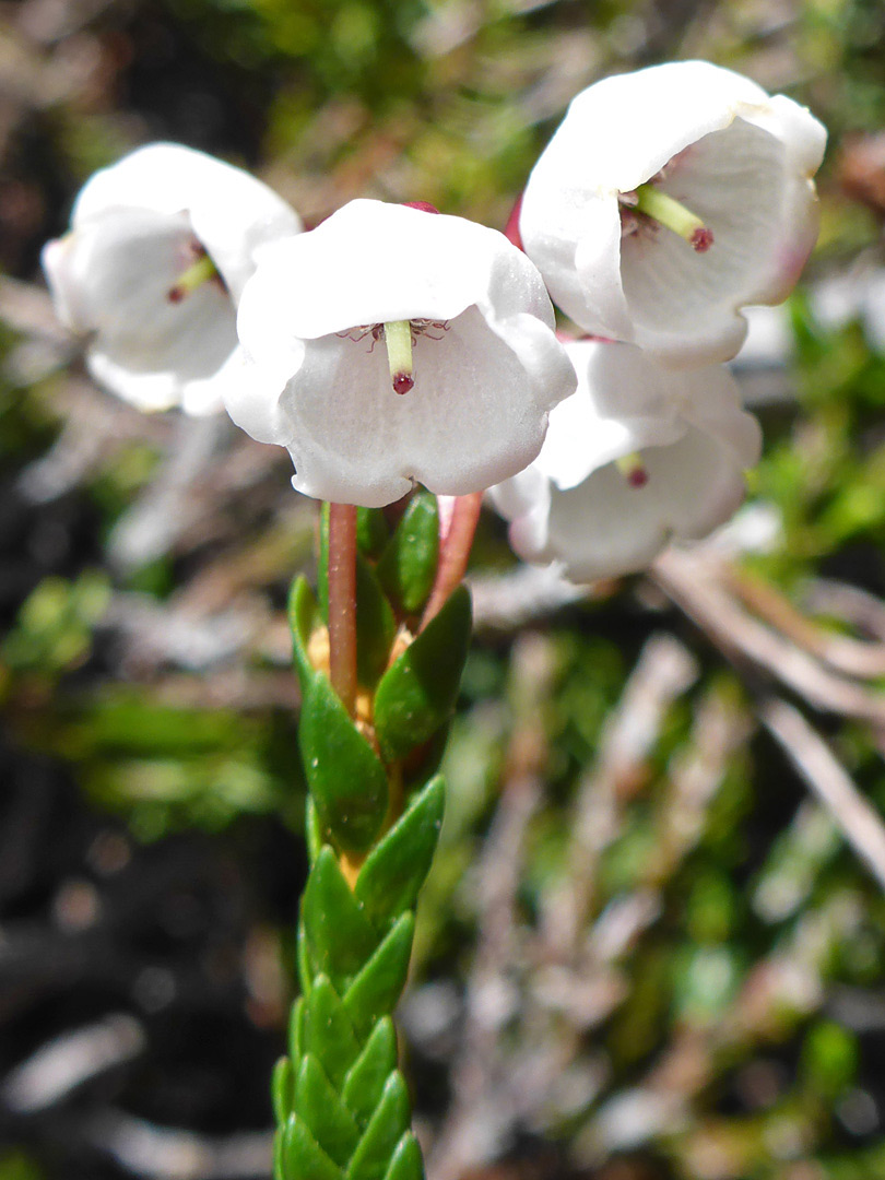 Pendent white flowers