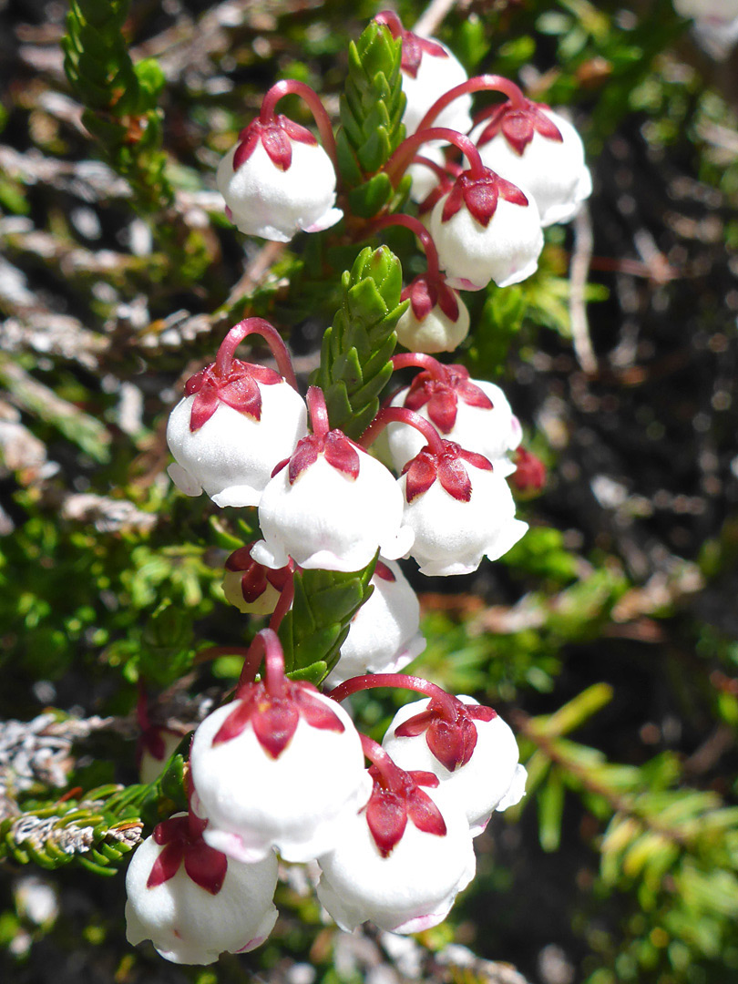 western usa wildflowers: white heather, cassiope mertensiana