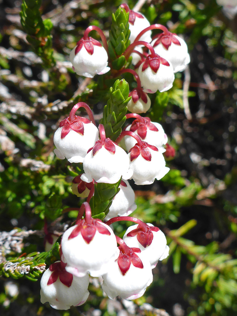 Red pedicels and sepals