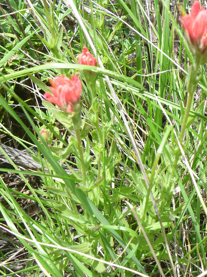 Foliage